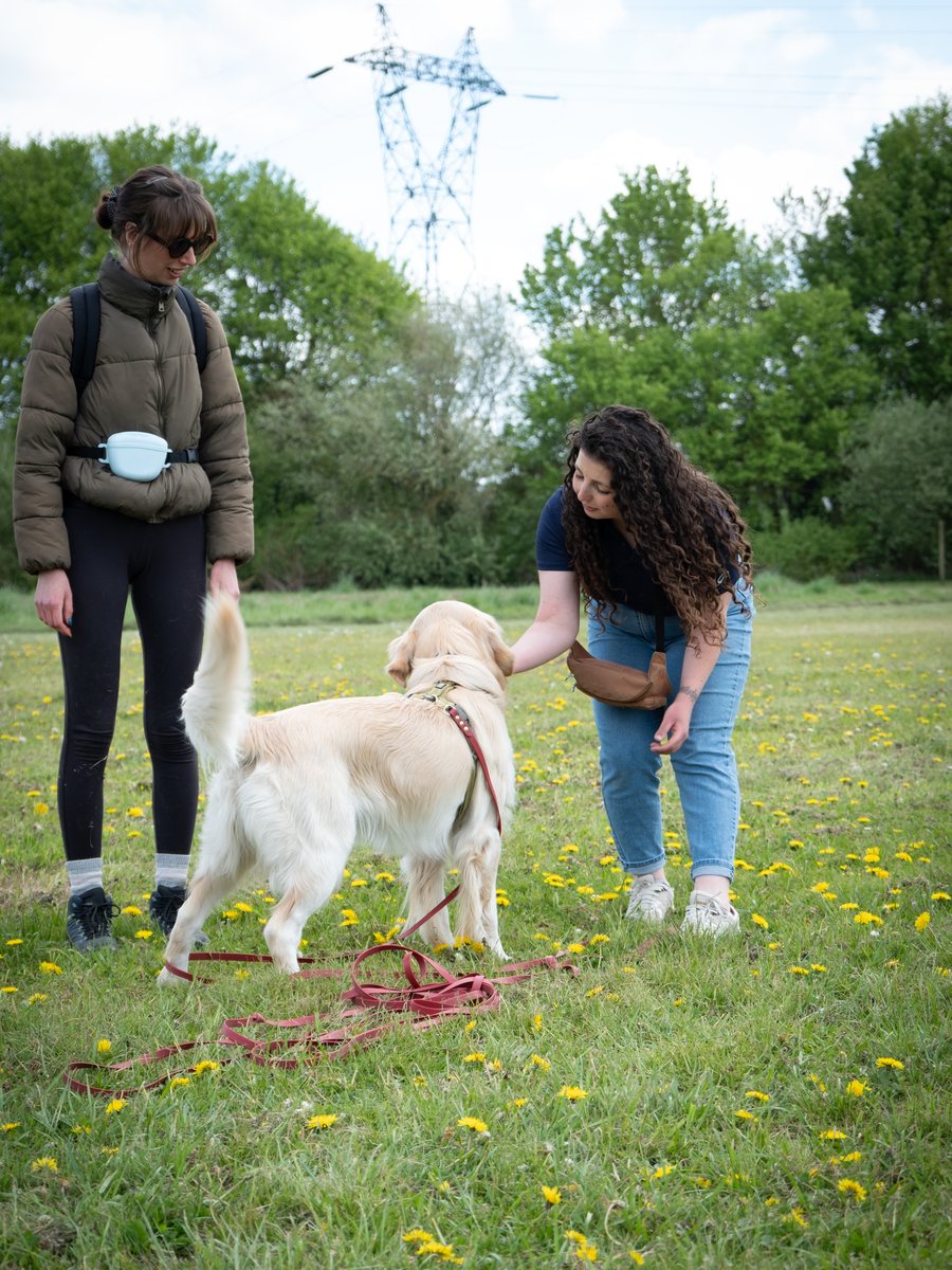 Séance individuelle d'éducation canine avec un dalmatien