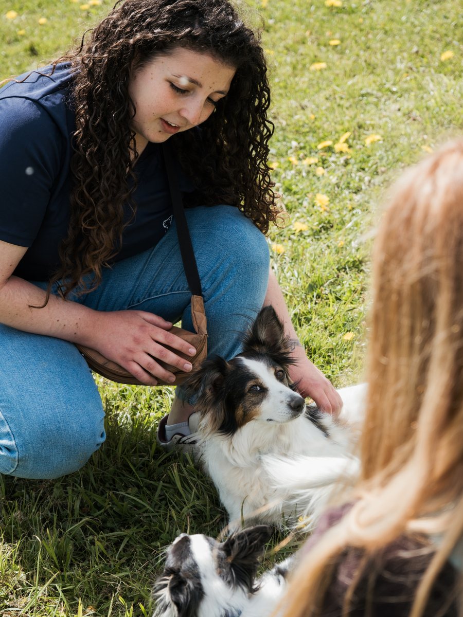 Séance individuelle d'éducation canine avec un golden retriever