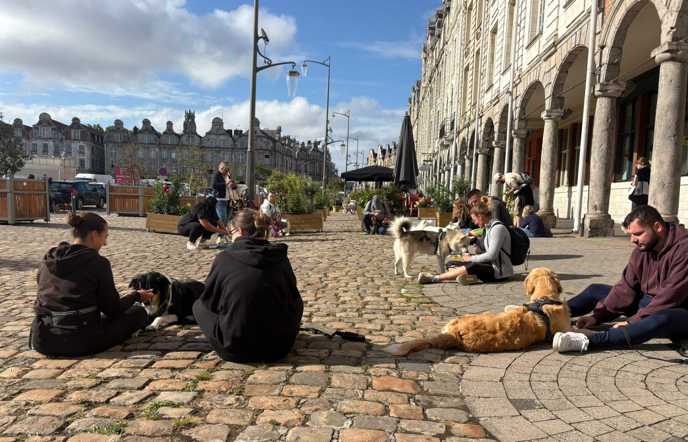 Cours collectif d'éducation canine sur la Grand-Place d'Arras