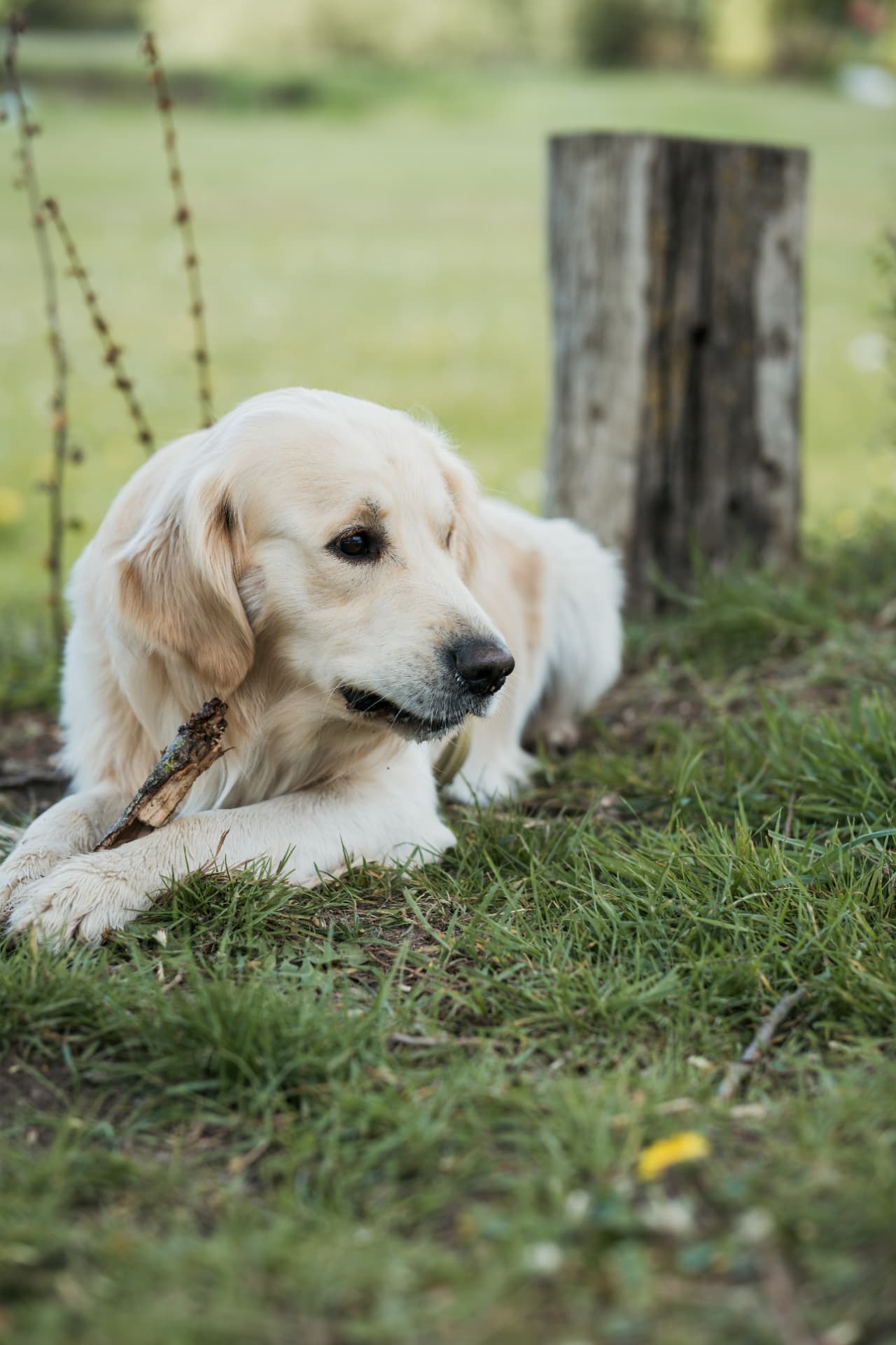 Golden retriever couché dans l'herbe lors d'une séance d'éducation canine