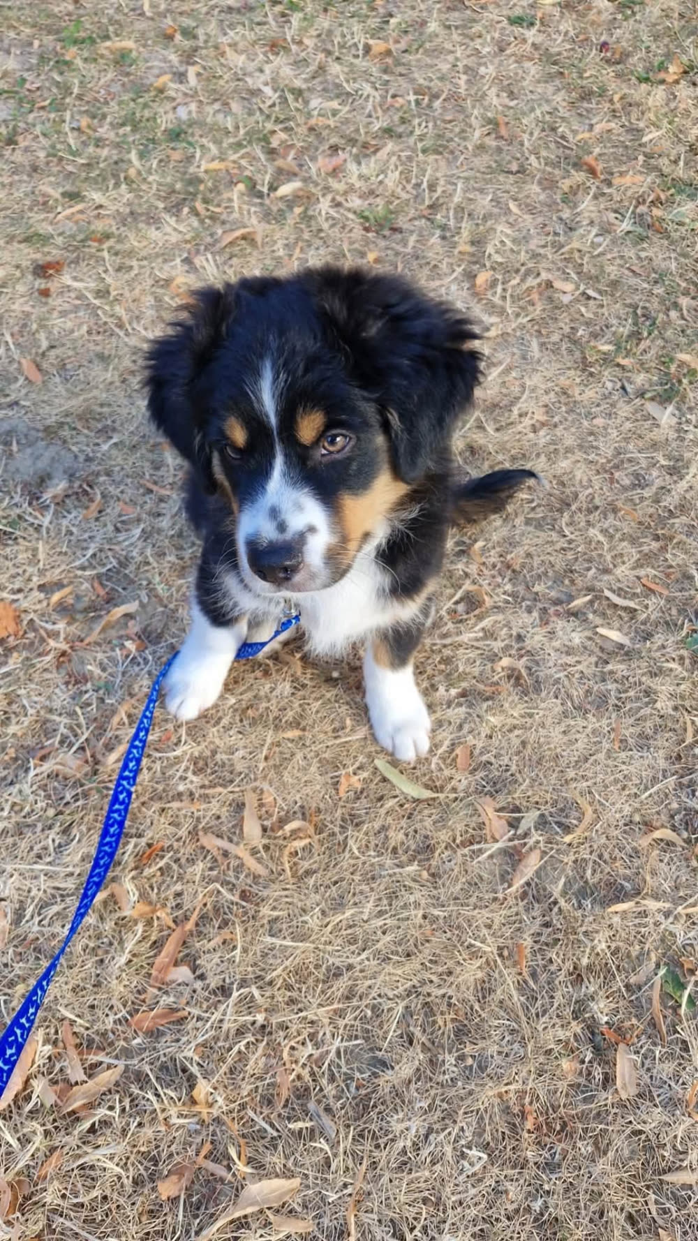 Chiot berger australien en laisse lors d'une séance d'éducation
