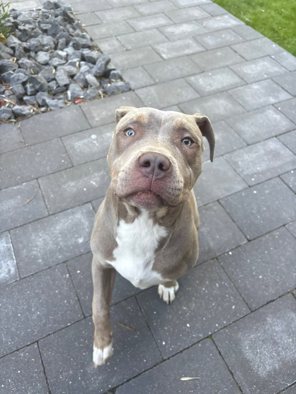Chien de type american staff assis dans un jardin lors d'une séance