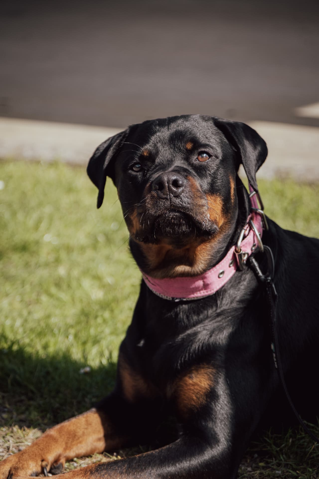 Rottweiler couché dans l'herbe lors d'une séance d'éducation canine