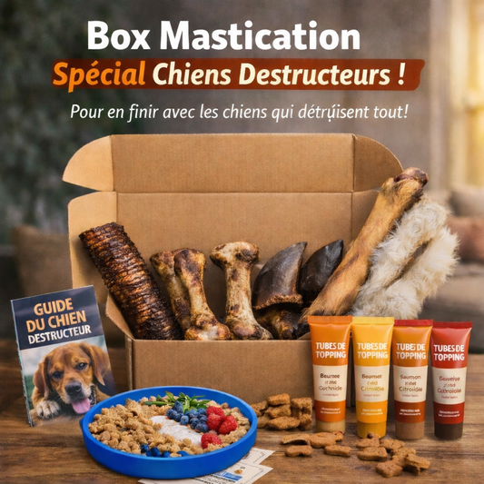 BOX ANTI-DESTRUCTION