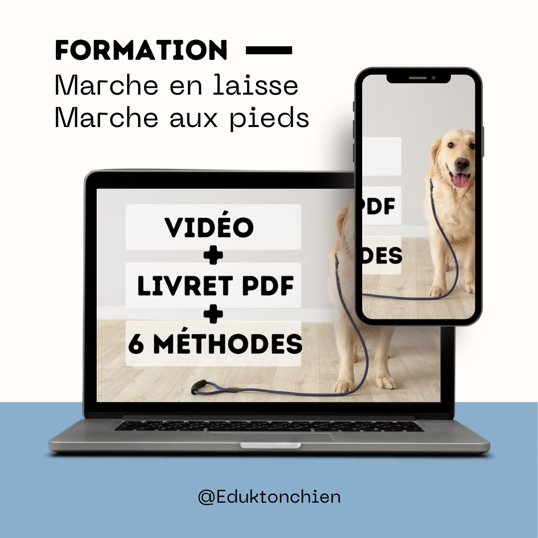 FORMATION Marche en laisse / marche aux pieds